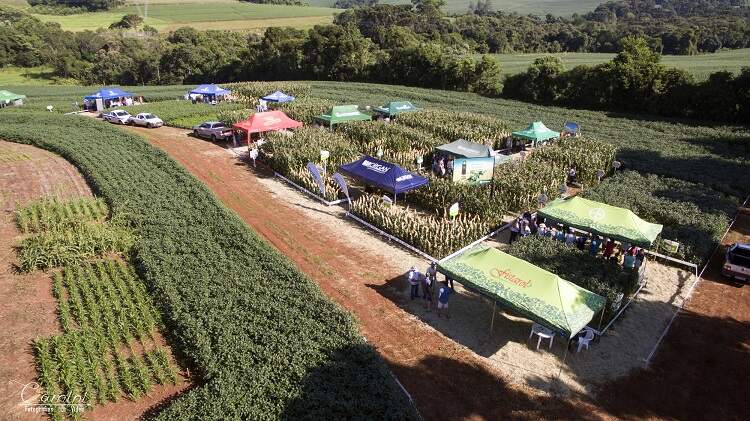 Dia de Campo Fistarol - Culturas Soja, Milho e Pastagem 