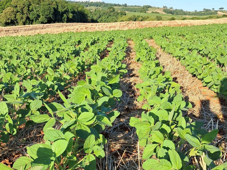 Safra de soja 2025/26 no Paraná avança com boa produtividade e preços firmes