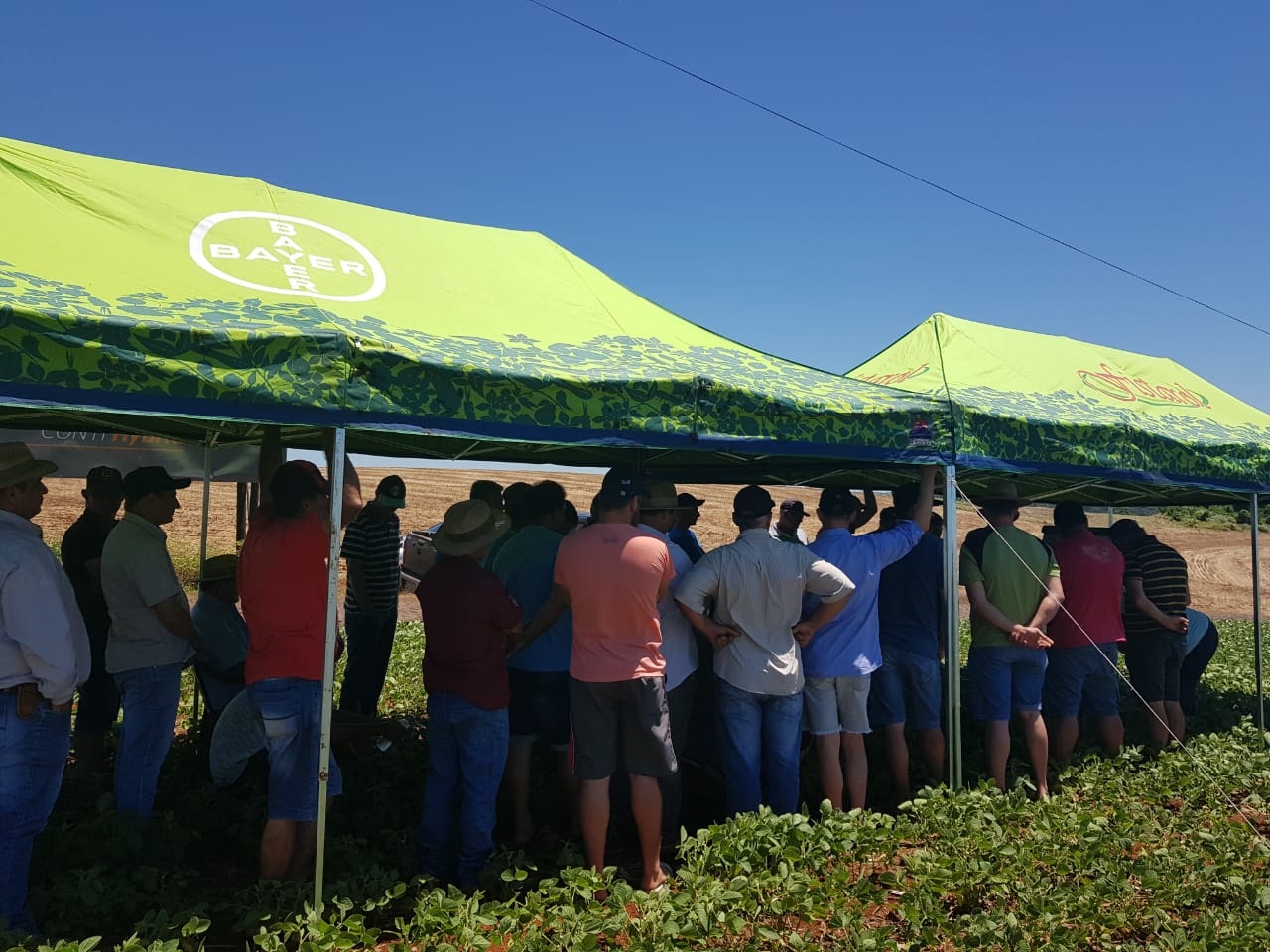 Dia de campo - Pesquisador Hiamamoto - Realeza - Paraná